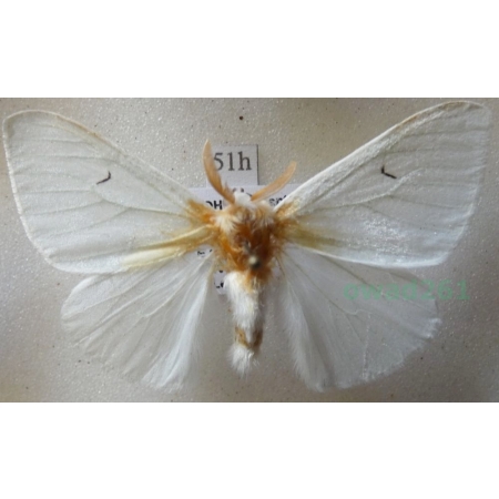 Arctornis l-nigrum (Müller, 1764) Czech51h